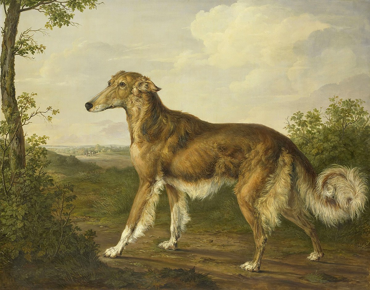 Siberian Greyhound, Artist: Jan Dasveldt, 1825, Amsterdam, Netherlands, Original painting Siberian Greyhound, Artist: Jan Dasveldt, 1825, Amsterdam, Netherlands, Original painting